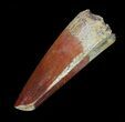 Spinosaurus Tooth - Real Dinosaur Tooth #63637-1